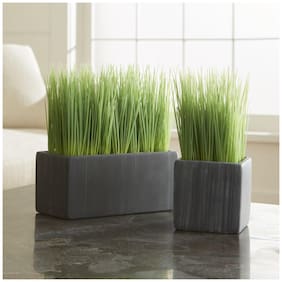 Herb Plants For Home Garden Lemon Grass - Silky Heads Herb Seeds Indian Seeds