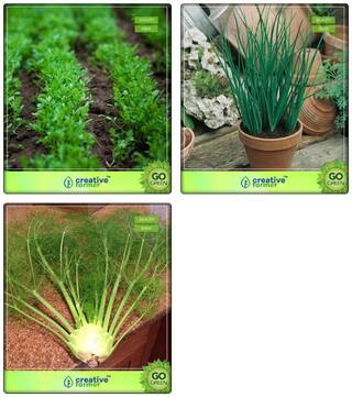 Herb Plants Seeds For Home Garden Water Cress;Ashwagandha;Garlic Chives;Fennel Folrance Herb Seeds Combo Pack
