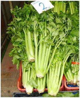 Herb Plants Leaf Celery Tall Utah Herb Seeds Herb Plant Seeds Seeds