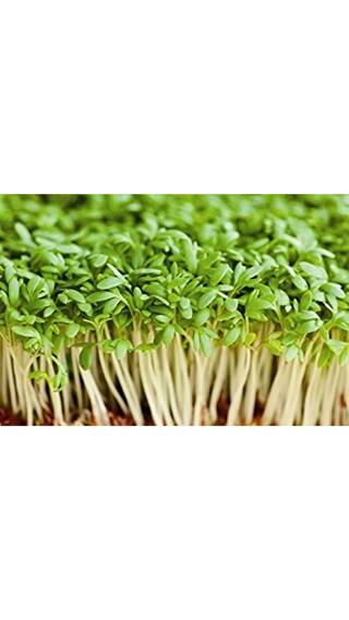 Buy Herb Plants Seeds Pepperwort Kitchen Garden Pack By Creative