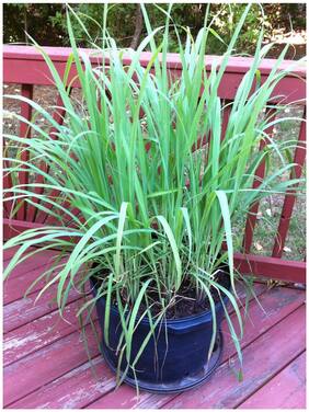 Herb Plants Lemon Grass - Fever Grass Herb Plant Seeds Seeds