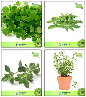 Herb Seeds Combo Packs Water Cress;Wild Rocket;Thyme English Winter;Terragon Herb Seeds Combo Pack