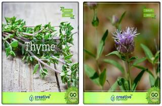 Herb Seeds Combo Thyme English Winter;Penny Royal Herb Seeds Combo Pack