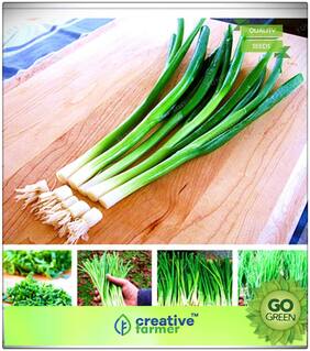 Herb Seeds For Home Garden : Sweet And Garlicky Garlic Chives Premium Kitchen Garden Plant Seeds