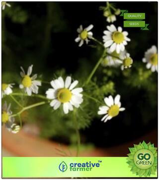 Herb Seeds For Kitchen Garden : Microgreens Chamomile Super Leaf