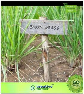 Herb Seeds For Planting : Lemon Grass - Nimmagaddi Premium Kitchen Garden Plant Seeds