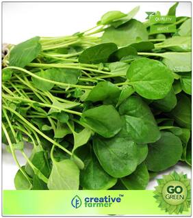Herb Seeds For Home Garden : Water Cress Premium Kitchen Garden Plant Seeds