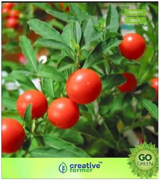 Herb Seeds For Garden : Ashwagandha Premium Kitchen Garden Plant Seeds