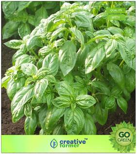 Herb Seeds For Planting : Basil Greek Green Medium Leaves Microgreens Seeds Pack - 50 Seeds Premium Kitchen Garden Plant Seeds