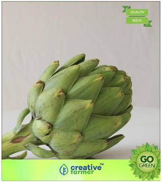 Herb Seeds For Planting : Artichoke Green Globe Herb Seeds Quality Seeds Premium Kitchen Garden Plant Seeds