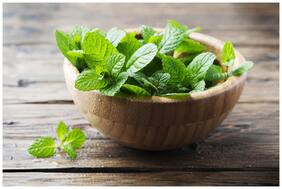 Herb Seeds For Kitchen Garden - Mint Leaf Seeds Kitchen Garden Pack by Creative Farmer