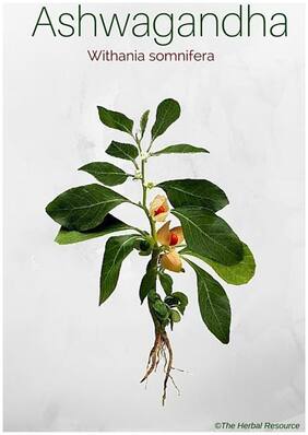 Herb Seeds For Kitchen Garden Withania Somnifera: Ashwagandha Herb Seeds Plant Seeds Seeds