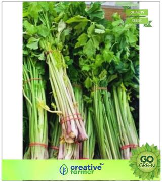 Herb Seeds For Kitchen Garden : Leaf Celery (Apium Graveolens Var. Secalinum Alef.) Premium Kitchen Garden Plant Seeds