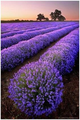 Herb Seeds For Planting - Lavender Imported Kitchen Garden Pack by Creative Farmer
