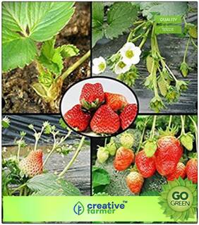 Herb Seeds For Home Garden : Strawberry Fruit Seeds For Hanging Basket Premium Kitchen Garden Plant Seeds