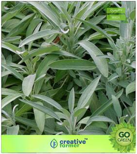 Herb Seeds For Kitchen Garden : Parsley Vegetable Seeds Premium Kitchen Garden Plant Seeds