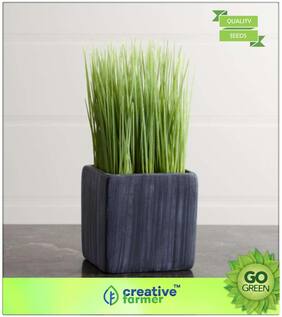 Herb Seeds For Garden : Lemon Grass - Barbed Wire Grass Premium Kitchen Garden Plant Seeds