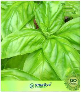 Herb Seeds For Home Garden : Sweet Basil Seeds - Favorite In Italian Dishes And For Pesto Premium Kitchen Garden Plant Seeds