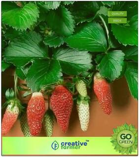 Herb Seeds For Home Garden : Sweet Charlie Strawberry Seeds Premium Kitchen Garden Plant Seeds