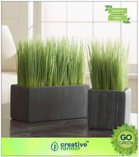 Herb Seeds For Kitchen Garden : Lemon Grass - Silky Heads Premium Kitchen Garden Plant Seeds