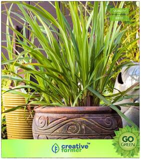 Herb Seeds For Home Garden : Lemon Grass - Gandhatrina Premium Kitchen Garden Plant Seeds