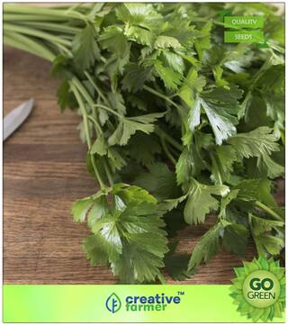 Herb Seeds For Home Garden : Vegetable Seeds - Celery Cutting Leaf Common - Seeds Premium Kitchen Garden Plant Seeds