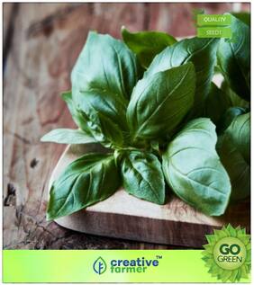 Herb Seeds For Home Garden : Basil Italian Leaf 50 Seeds Pack Premium Kitchen Garden Plant Seeds