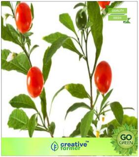 Herb Seeds For Planting : Ashwagandha Indian Ginseng Seeds Quality Seeds Premium Kitchen Garden Plant Seeds
