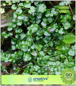 Herb Seeds For Garden : Brooklime Watercress Premium Kitchen Garden Plant Seeds