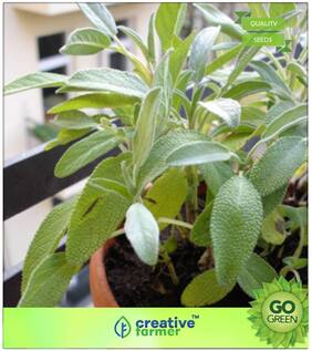 Herb Seeds For Home Garden : Sage Salvia Officinalis -Superior Quality Premium Kitchen Garden Plant Seeds
