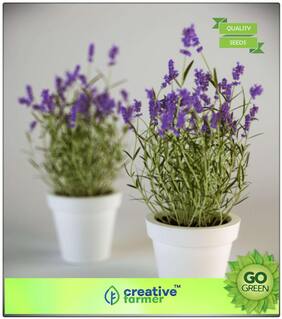 Herb Seeds For Kitchen Garden : True English Lavender Vera Augustifolia Herb Flower Premium Kitchen Garden Plant Seeds