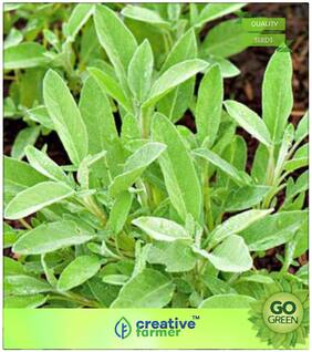 Herb Seeds For Garden : Garden Parsley Premium Kitchen Garden Plant Seeds