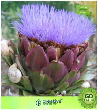 Herb Seeds For Kitchen Garden : Artichoke Green Globe Premium Kitchen Garden Plant Seeds