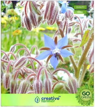 Herb Seeds For Kitchen Garden : Borage Borago Officinalis Flowering Herb Blue Flower Fresh Seeds Premium Kitchen Garden Plant Seeds