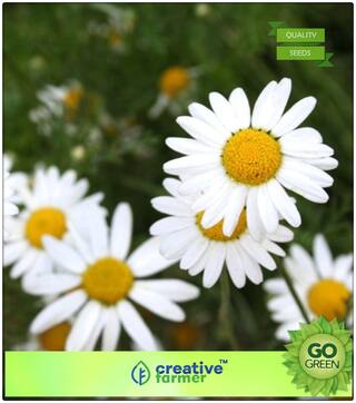 Herb Seeds For Kitchen Garden : Garden Camomile Premium Kitchen Garden Plant Seeds