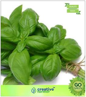 Herb Seeds For Home Garden : Basil Seeds - Large Leaf Italian Sweet Basil Heirloom Seeds   Organic Non-Gmo Basil Seeds Premium Kitchen Garden Plant Seeds