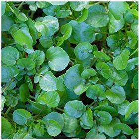 Herb Seeds For Home Garden - Chhuch- Jal-Indushoor Kitchen Garden Pack by Creative Farmer