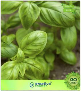 Herb Seeds For Home Garden : Basil Seeds (Sweet Basil) Premium Kitchen Garden Plant Seeds
