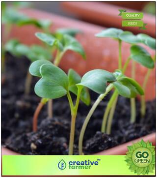 Herb Seeds For Home Garden : Lepidium Sativum Herb Seeds Premium Kitchen Garden Plant Seeds