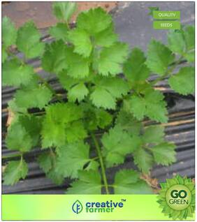 Herb Seeds For Home Garden : Celery Cutting Celery Premium Kitchen Garden Plant Seeds