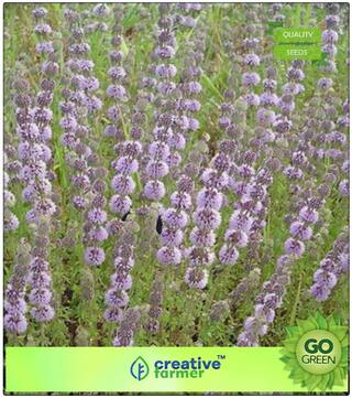 Herb Seeds For Planting : Herb Penny Royal Mint Mosquito Repellent Seeds Premium Kitchen Garden Plant Seeds