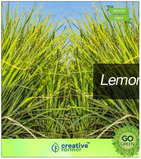 Herb Seeds For Home Garden : Lemon Grass - Native To India Premium Kitchen Garden Plant Seeds