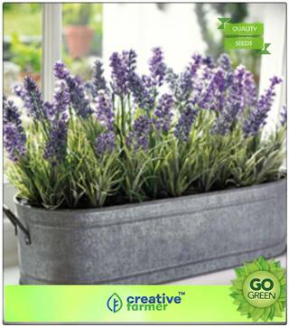 Herb Seeds For Planting : Lavender Lavandula Officinalis Garden Flower Plant Seeds Premium Kitchen Garden Plant Seeds