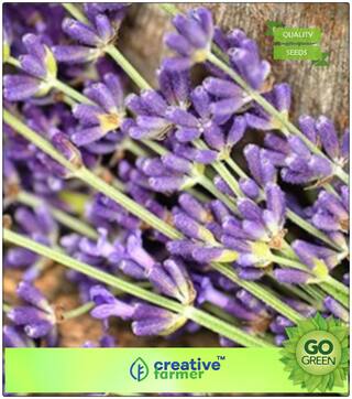 Herb Seeds For Home Garden : Herb Seed Lavender True Lavender