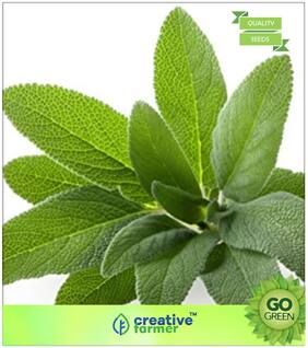 Herb Seeds For Planting : Sage Broad Leaved Premium Kitchen Garden Plant Seeds