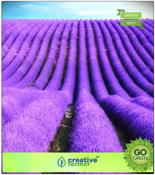 Herb Seeds For Kitchen Garden : True English Lavender Vera Augustifolia Herb Flower Premium Kitchen Garden Plant Seeds