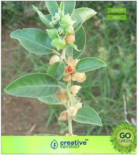 Herb Seeds For Kitchen Garden : Ashwagandha Indian Ginseng Variety Premium Kitchen Garden Plant Seeds