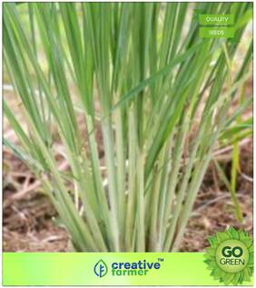 Herb Seeds For Kitchen Garden : Lemon Grass - Tanglad Premium Kitchen Garden Plant Seeds