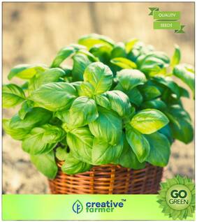 Herb Seeds For Planting : Italian Heirloom Genovese Basil Seeds Premium Kitchen Garden Plant Seeds