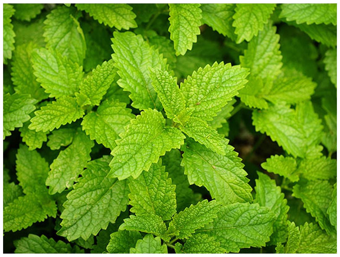 https://assetscdn1.paytm.com/images/catalog/product/H/HO/HOMHERB-SEEDS-HCREA8874730489FE2/1563105777076_1..jpg